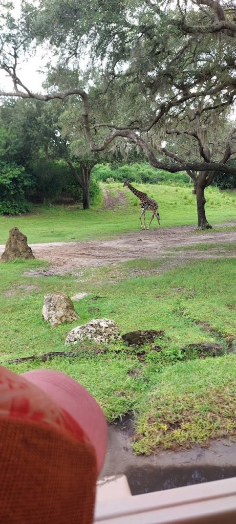giraffe on Kilimajaro Safari